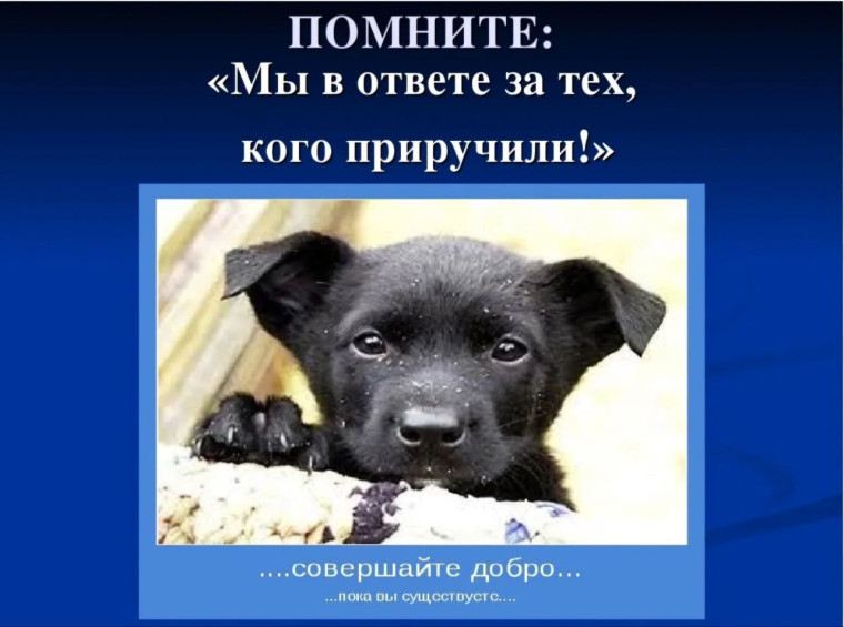 Мы в ответе за тех, кого приручили: бездомные животные - проблема каждого из нас.