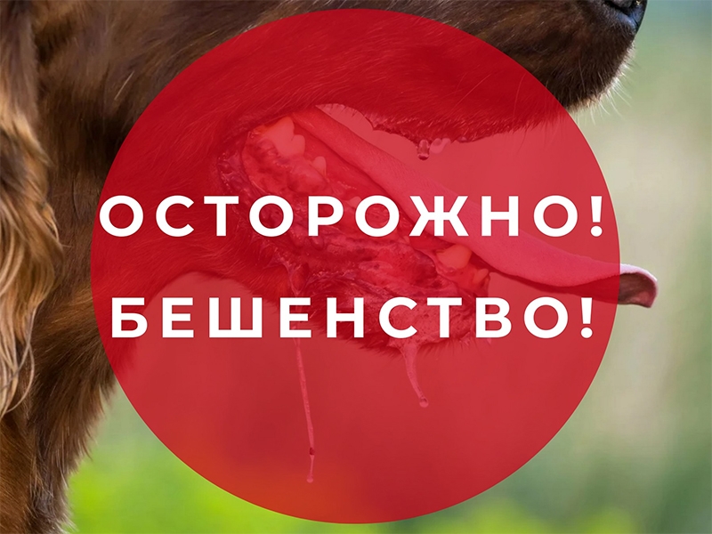 Осторожно бешенство.