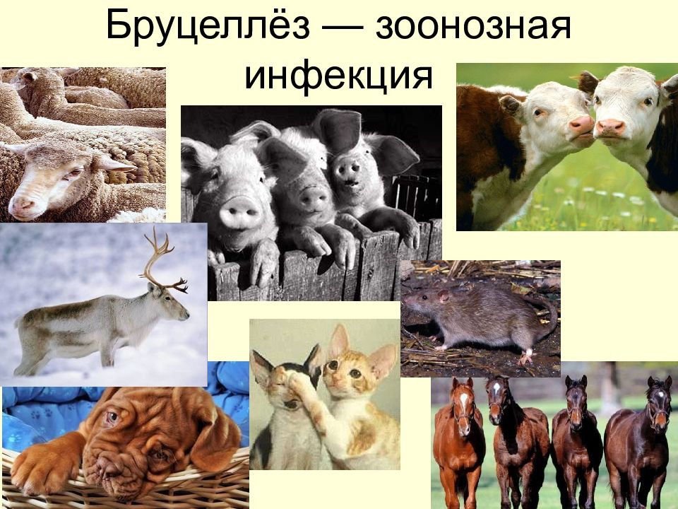 Осторожно бруцеллез!.