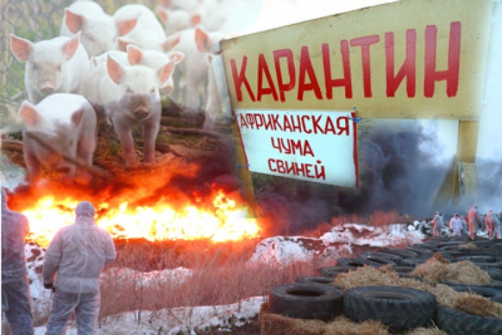 Африканская чума свиней.