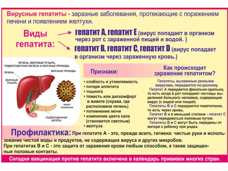 Вирусные гепатиты – глобальная проблема в мире.