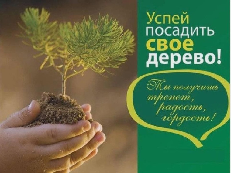Лес – ПЛАНЕТЕ!. Лес – ПЛАНЕТЕ!.