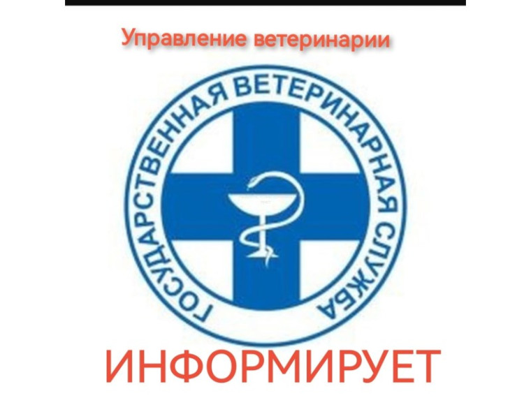 Бруцеллез. Бруцеллез.