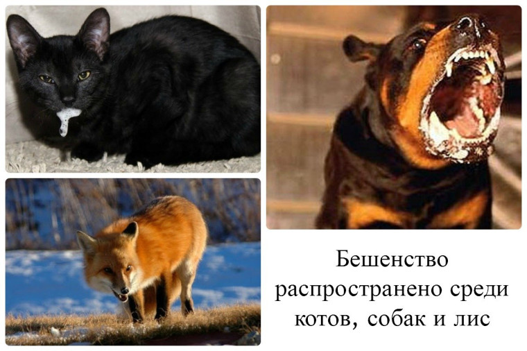 Бешенство животных. Бешенство животных.