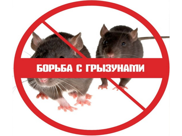 Памятка по вопросам дератизации для населения. Памятка по вопросам дератизации для населения.